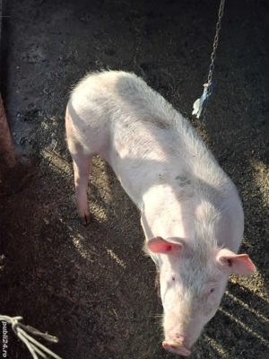 vând scrofiță - imagine 4