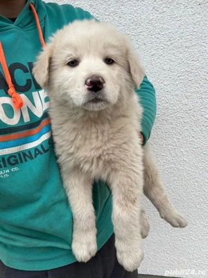 Catei ciobanesc de bucovina  - imagine 4