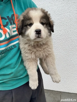 Catei ciobanesc de bucovina 