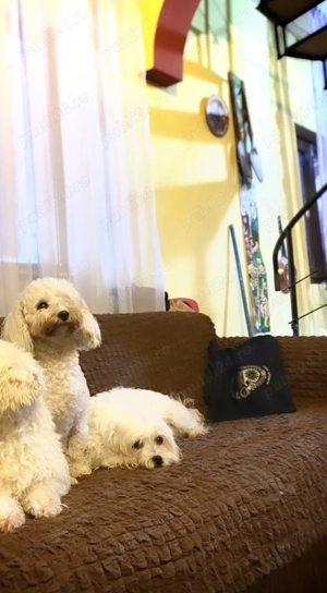 bichon talie mică  - imagine 4