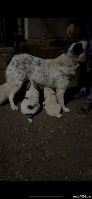 Catei ciobanesc de bucovina  - imagine 5