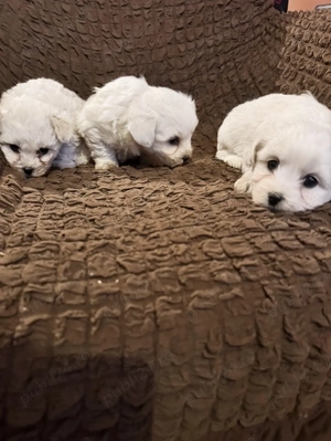 bichon talie mică  - imagine 2