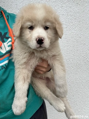 Catei ciobanesc de bucovina  - imagine 3