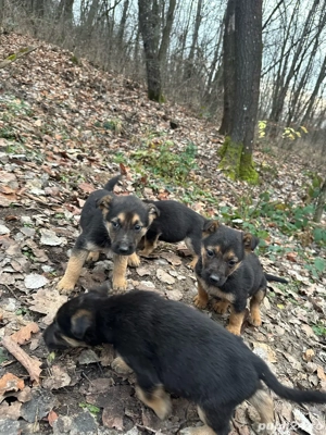 donez metis ciobanesc german  - imagine 3