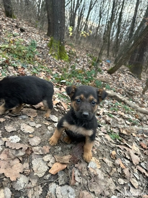 donez metis ciobanesc german  - imagine 4