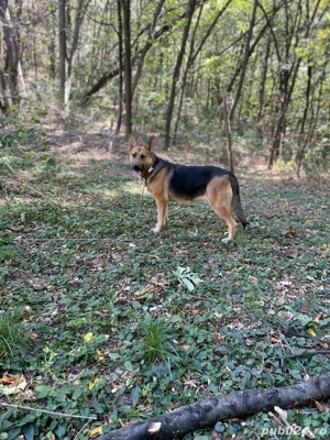 donez metis ciobanesc german  - imagine 5