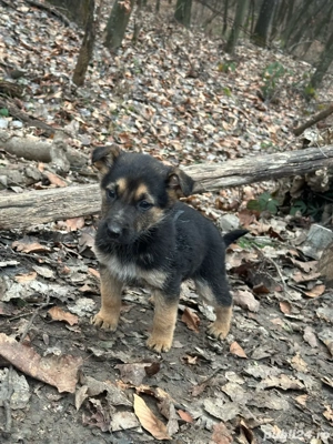 donez metis ciobanesc german  - imagine 2