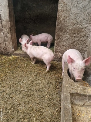 Purcei de vânzare - imagine 4