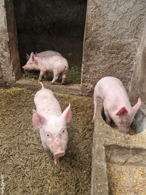 Purcei de vânzare - imagine 5