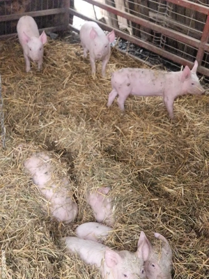 Purcei de vânzare - imagine 2