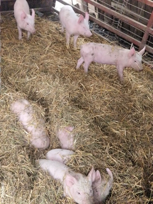 Purcei de vânzare - imagine 3