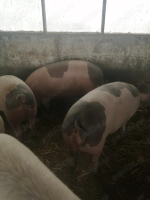 Vând scrofite pietrean 