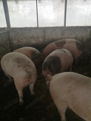 Vând scrofite pietrean  - imagine 2