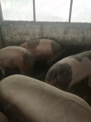 Vând scrofite pietrean  - imagine 3