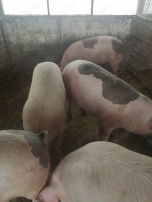 Vând scrofite pietrean  - imagine 4