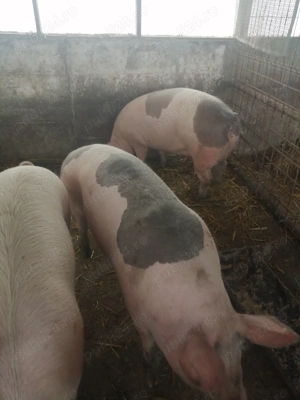 Vând scrofite pietrean  - imagine 5