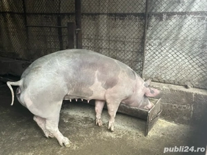 scrofita pentru sacrificat sau reproductie - imagine 2