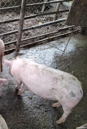 vând scrofiță - imagine 2