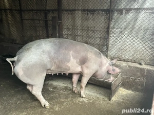 scrofita pentru sacrificat sau reproductie