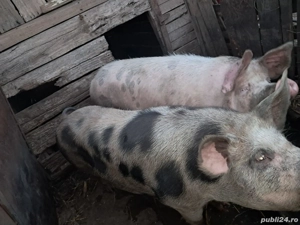 Porci mari de vanzare - imagine 2