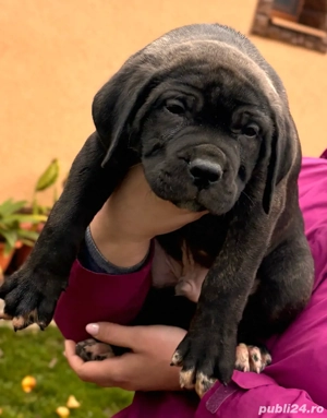 Vând pui de Cane Corso - imagine 2