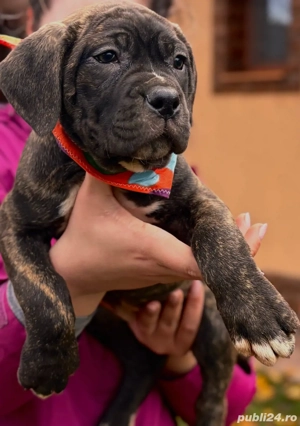 Vând pui de Cane Corso