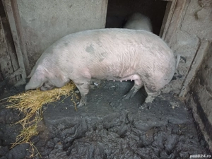 Porci mari de vanzare