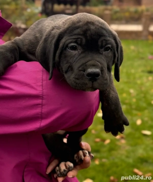 Vând pui de Cane Corso - imagine 3