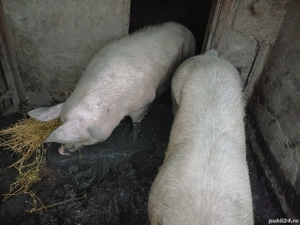 Porci mari de vanzare - imagine 3