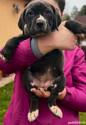 Vând pui de Cane Corso - imagine 4