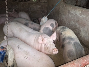 Vand porc de tara nu de ferma 