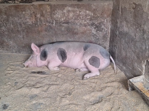 Vand porc de tara nu de ferma  - imagine 3