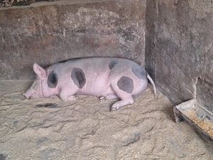 Vand porc de tara nu de ferma  - imagine 5