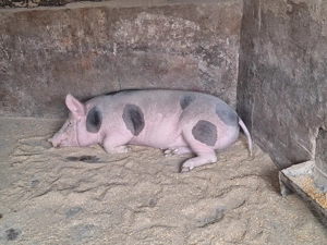 Vand porc de tara nu de ferma  - imagine 7