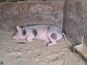 Vand porc de tara nu de ferma  - imagine 6