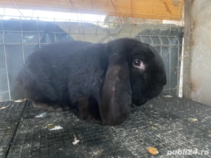  Mascul Berbec geramn  - imagine 2