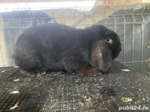  Mascul Berbec geramn 