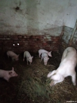 Scroafa cu purcei - imagine 2