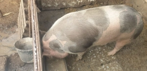 Vand porc de rasa crescut natural - imagine 3