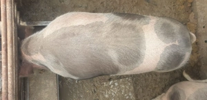 Vand porc de rasa crescut natural - imagine 2