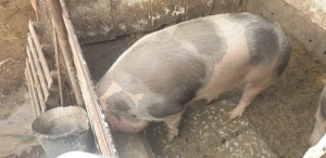 Vand porc de rasa crescut natural - imagine 4