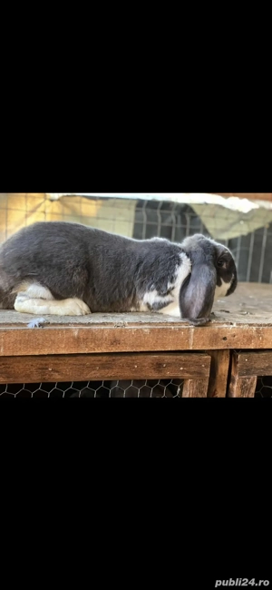 Femelă Berbec German  - imagine 2