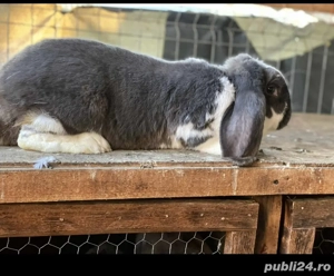 Femelă Berbec German 