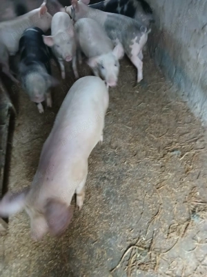 Purcei 5 bucăți disponibili  - imagine 2