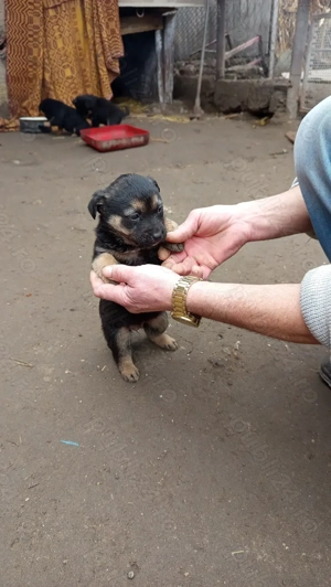 Cătei Lupi Ciobanesc - imagine 2