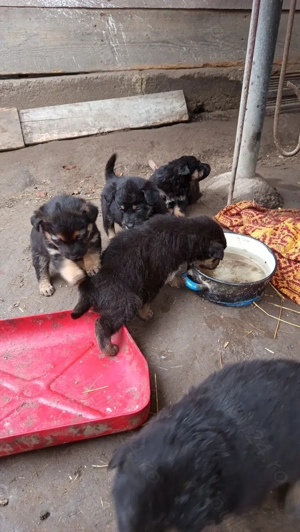 Cătei Lupi Ciobanesc - imagine 3