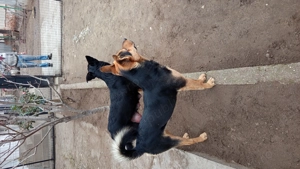 Cătei Lupi Ciobanesc - imagine 5