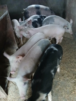 Purcei 5 bucăți disponibili  - imagine 3