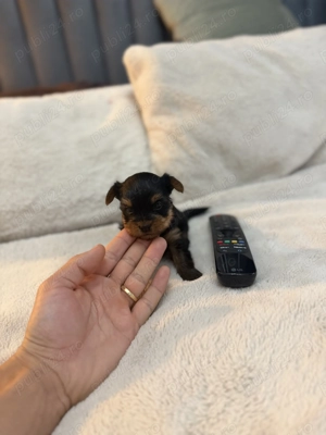 Yorkshire terrier mini toy