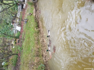 vînd rațe sălbatice  - imagine 2